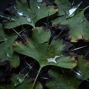 Vad är nackdelen med Ginkgo Biloba?